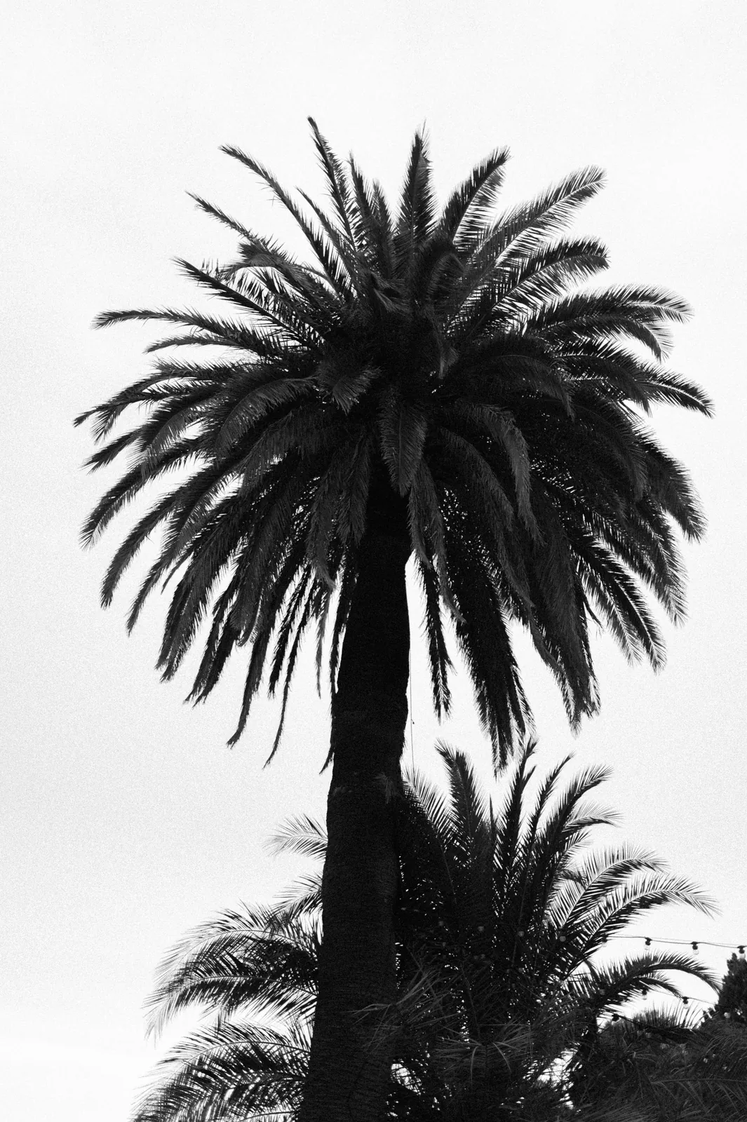 Un palmier se découpe sur le ciel, en noir et blanc